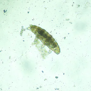 Микроскоп биологический инвертированный цифровой MAGUS Bio VD300, изображение 18