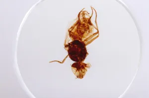 Набор микропрепаратов Konus 25: «Насекомые», изображение 7