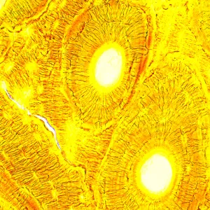 Микроскоп биологический MAGUS Bio 250B, изображение 21