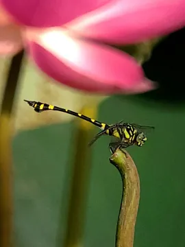 Фототелескоп Levenhuk Kelvin MAK80 AZ, изображение 5