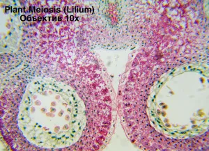 Видеоокуляр ToupCam 3,2 Мпикс, изображение 6