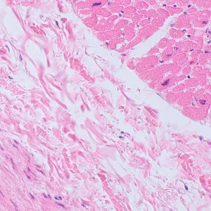 Микроскоп биологический MAGUS Bio 250TL, изображение 23