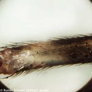 Микроскоп Levenhuk Rainbow 50L PLUS, изображение 25