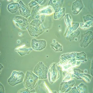 Микроскоп биологический инвертированный MAGUS Bio V360, изображение 23