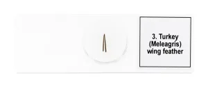 Набор микропрепаратов Levenhuk Discovery Prof DPS 5. «Птицы», изображение 7