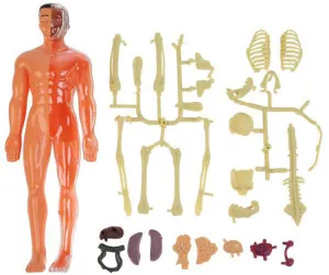 Исследовательский набор-конструктор ND Play «Строение тела» 6+, изображение 12