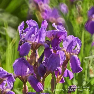 Объектив фотографический МС Рубинар 5,6/500 Макро, изображение 15